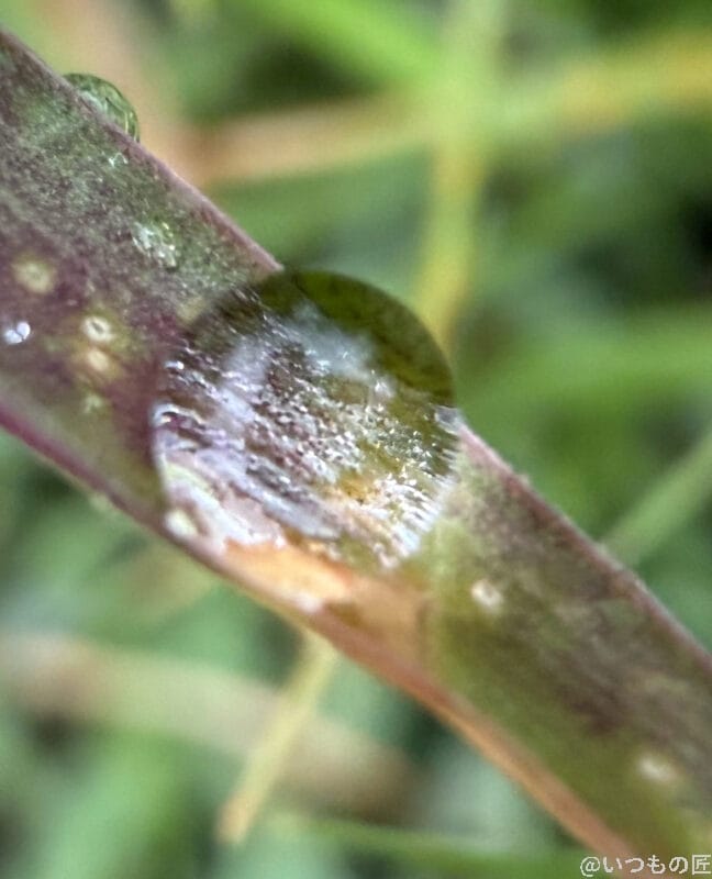 草に付着した水滴の様子 | iphone review.jp iPhone17 カメラ 草に付着した水滴の様子