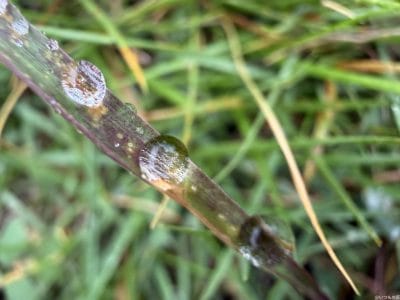 草についた水滴 | iphone review.jp iPhone17 カメラ 草についた水滴