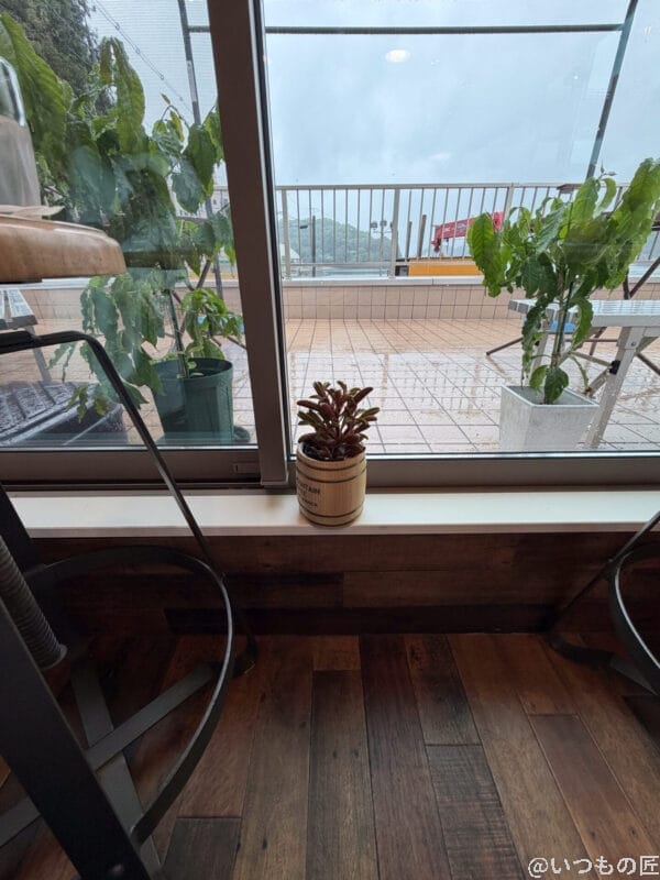 iPhone17 カメラ ベランダの窓際に置かれた観葉植物の鉢植え