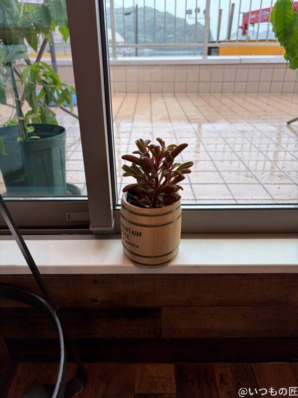 iPhone17 カメラ ベランダの窓際に置かれた観葉植物