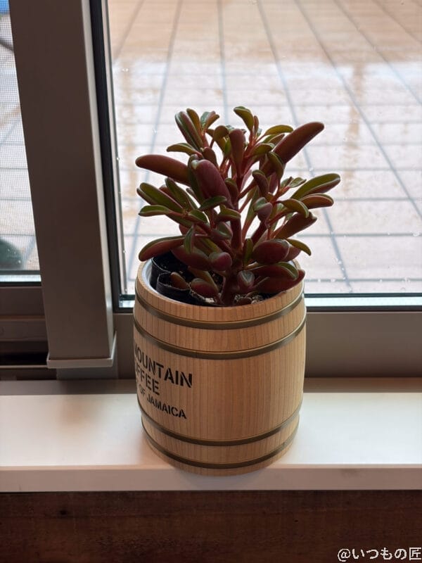 iPhone17 カメラ ベランダの窓際に置かれた観葉植物