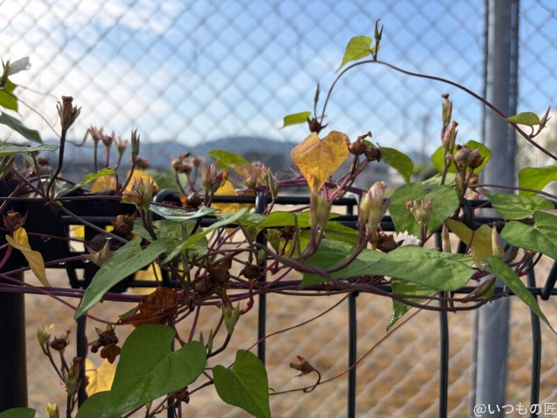 iPhone Air カメラ フェンスに巻き付く朝顔